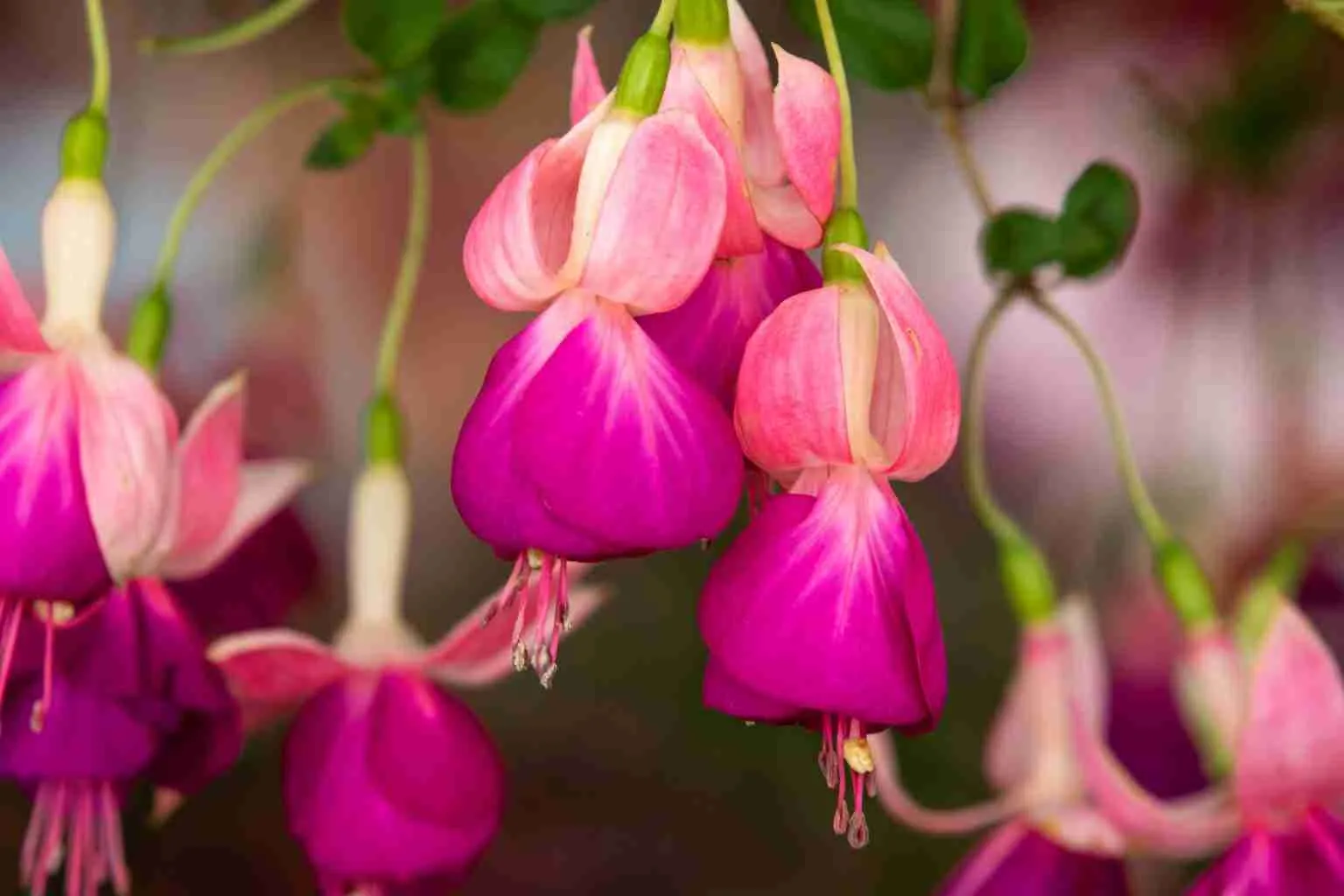 Fuchsia-Plant